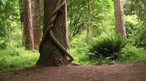 WEIRD KNOTTED VINE WRAPPED AROUND TREE TRUNK Stock Footage 25133517