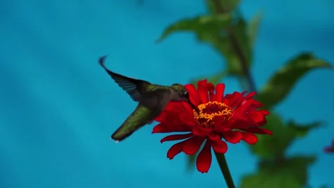 Weird looking bird wings flaps due to camera malfunction Stock Footage 249557975