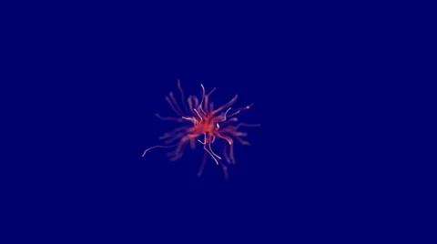 Weird Looking Floating Sea Creature on a Blue Screen Background Stock Footage 35596666