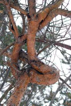 Weird looking pine tree in the forest Fotos Stock