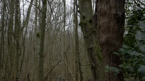Weird moving shot through bare trees with bark hanging off a trunk Video stock 265032872