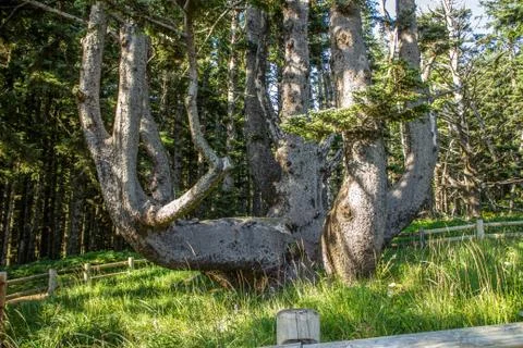 Weird Old Tree Stock Photos