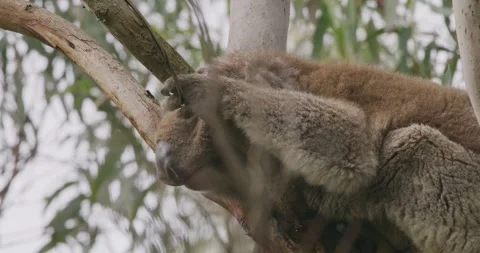 Weird Position, Koala Sleeping On tree Vídeos de archivo 330236591