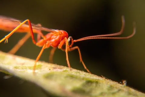 Weird red bee-like insect with macro photography style Foto stock