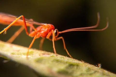 Weird red bee-like insect with macro photography style Stock Photos