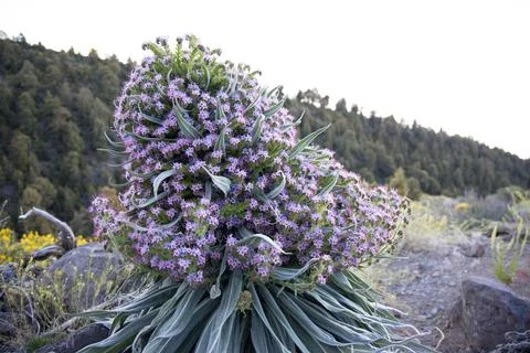Weird shape of tajinaste flower Stock Photos