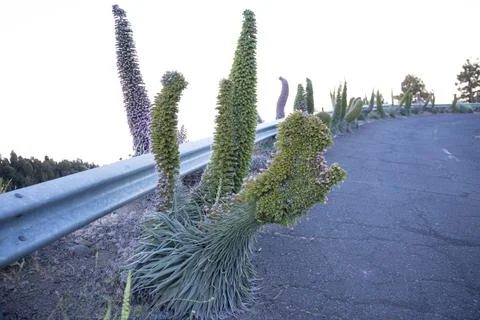 Weird shape of tajinaste flowers Stock Photos