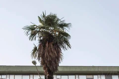 A Weird Shaped Palm Tree Stock Photos