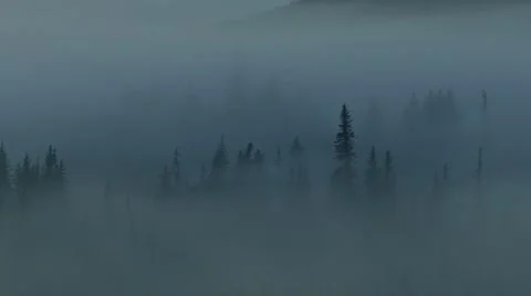 Weird Spectral Forest of Mist and Gloom Stock Footage 11148894