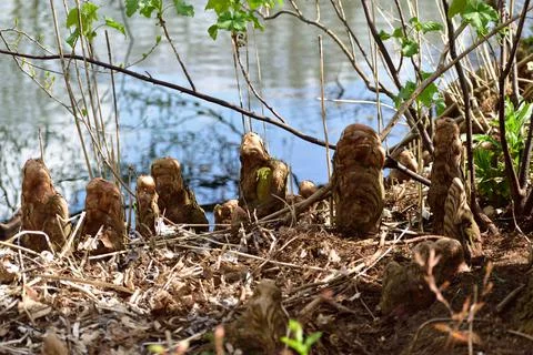 Weird tree roots Stock Photos
