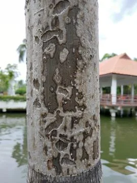 Weird tree texture Stock Photos