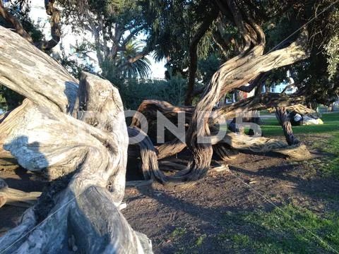 Weird Trees in Santa Monica in Summer at Dusk Stock Photos