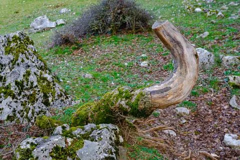 Weird trunk 写真素材