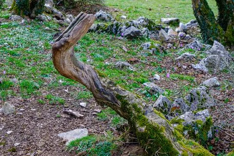 Weird trunk 写真素材