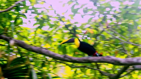 Weird unique yellow blue red and black parrot in a tree in front of the Stock Footage 226289723