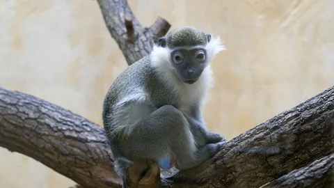 Weird vervet monkey with big eyes Stock Footage 101545831