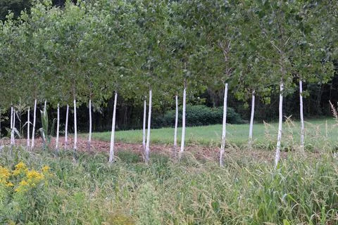 Weird white painted trunk trees in the country Stock Photos