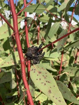 Weird Worms Stock Photos
