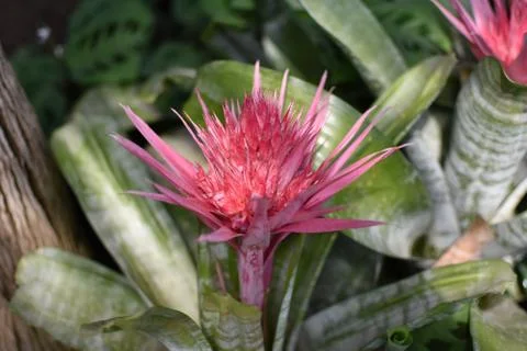 Weirdflower Stock Photos