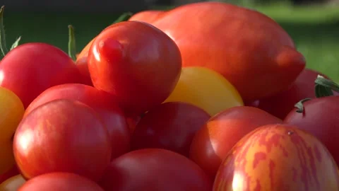 Weirdly shaped Tomato posing in the sun Stock Footage 239615934