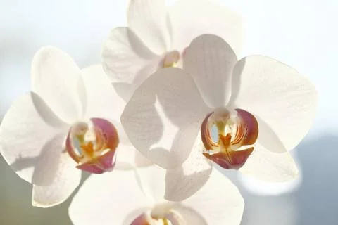 Weisse Orchidee Blumen im Gegenlicht Copyright: xZoonar.com/TrischbergerxR... Stock Photos