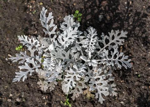 Weisser moos Foto stock