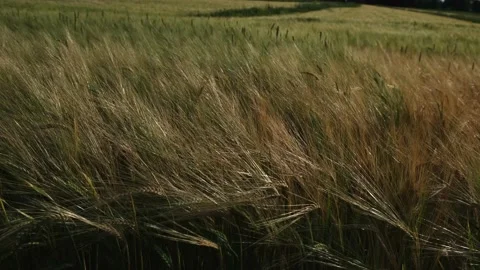 Weizen im wind Stockbeeldmateriaal 217759379