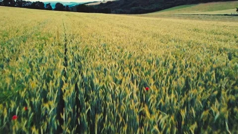 Weizenfeld am Abend 库存影片 160856694