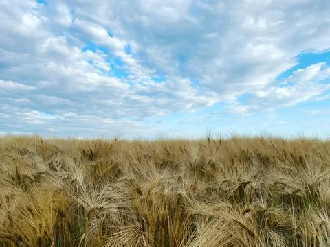 Weizenfeld Stock Photos