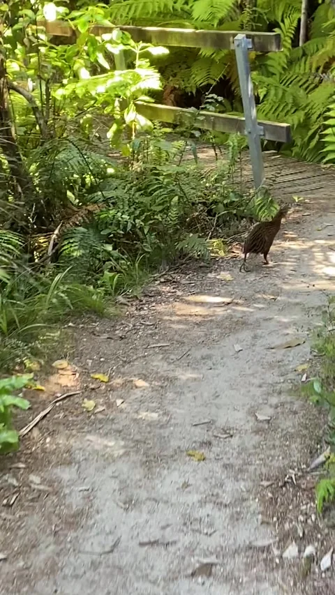 Weka bird in Abel Tasman Vídeos de archivo 343952781