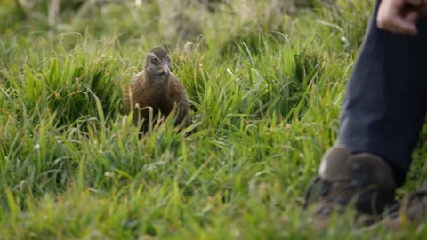 Weka Bird Beside Tramper Stock Footage 86513023