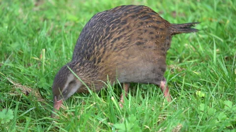 A Weka bird in New Zealand foraging for food in slow motion Stock Footage