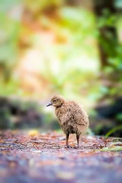 Weka chick Stock Photos