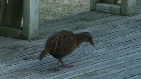 Weka on Deck 스톡 동영상 329767