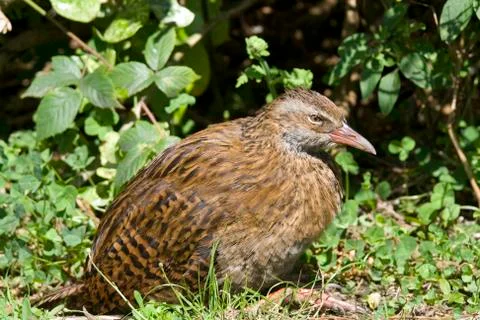 Weka Stock Photos