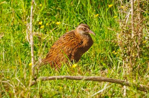 A weka in the wilderness Stockfoto's