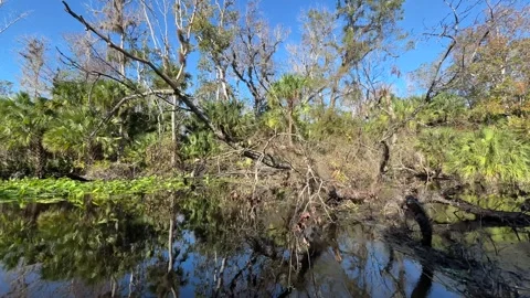 Wekiva River alternate side view Stock Footage 293737495