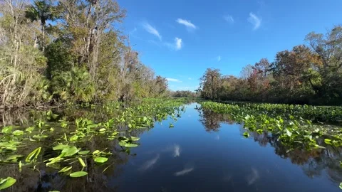 Wekiva River fast ride Stock Footage 293710818