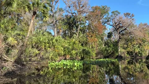 Wekiva River medium speed ride Stock Footage 293711381