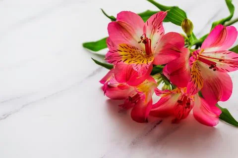 Welcome card format on light background, place for text, close-up flowers Stock Photos