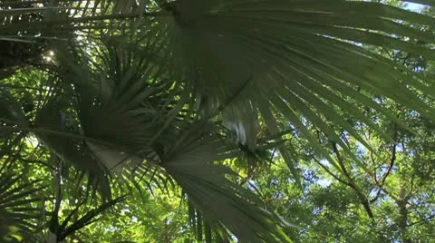 Welcome to the JUNGLE Stock Footage 8930555