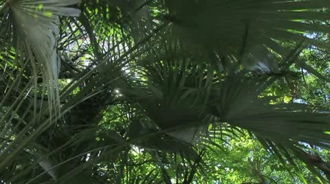 Welcome to the JUNGLE Vídeos de archivo 8930825