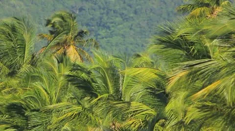 Welcome to the JUNGLE Vídeos de archivo 8931072