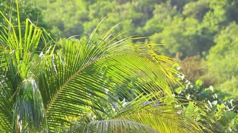 Welcome to the JUNGLE Video stock 8931442