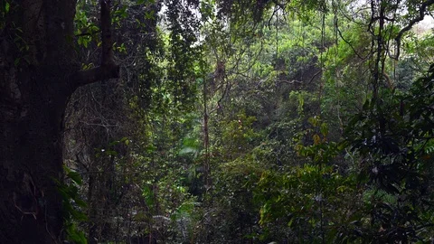 Welcome to the jungle Stock Footage 127035117