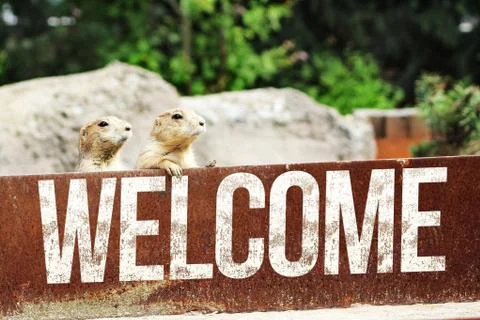 Welcome meerkat Stock Illustration