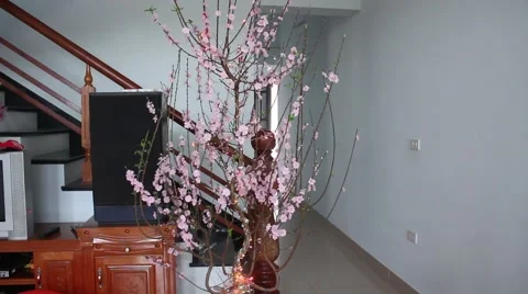 Welcome in the spring cherry blossoms bloom, family Stock Footage 47456151