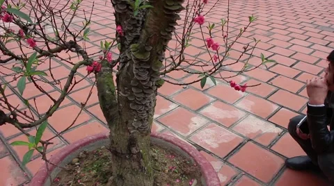 Welcome in the spring cherry blossoms bloom, family Stock Footage 47456183