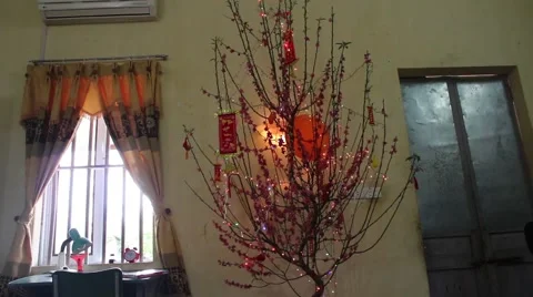 Welcome in the spring cherry blossoms bloom, family Stock Footage 47456252