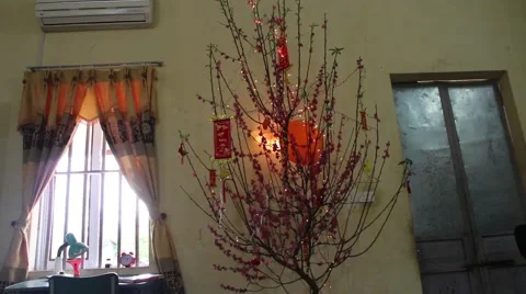 Welcome in the spring cherry blossoms bloom, family Stock Footage 47456313